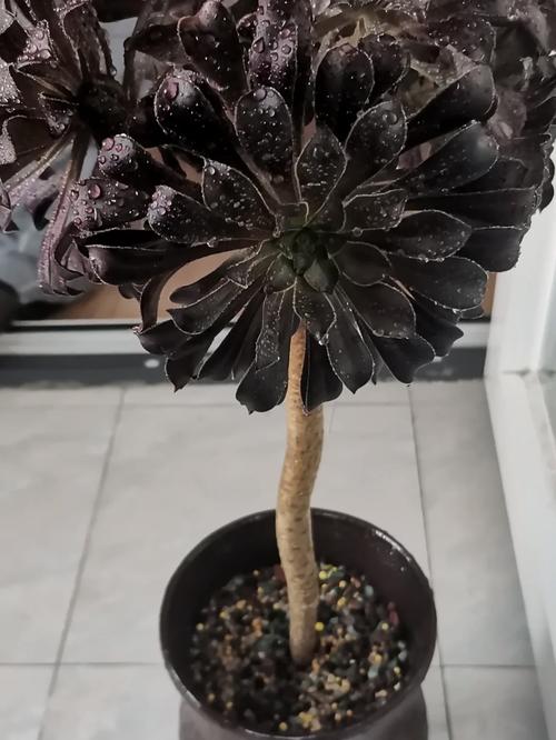 黑法师的召唤无敌版手游下载_黑法师的召唤无敌版官网下载_手机安卓苹果app