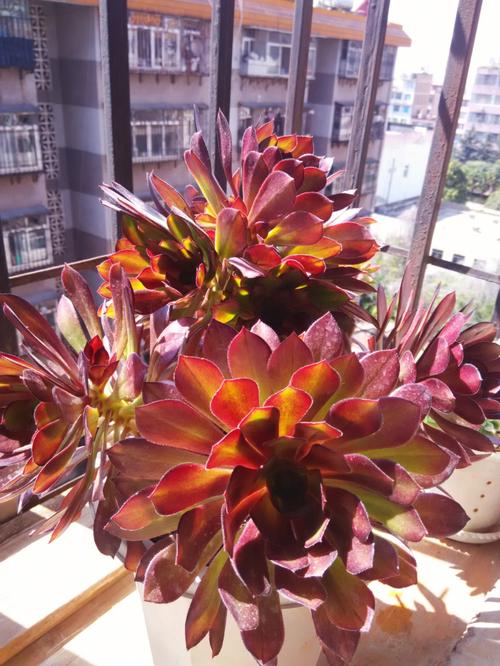 黑法师的召唤无敌版手游下载_黑法师的召唤无敌版官网下载_手机安卓苹果app