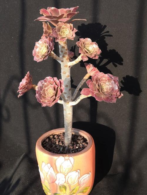 黑法师的召唤无敌版手游下载_黑法师的召唤无敌版官网下载_手机安卓苹果app