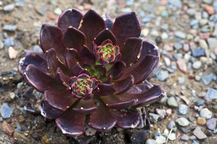 黑法师召唤手游下载_黑法师召唤官网下载_手机安卓苹果app