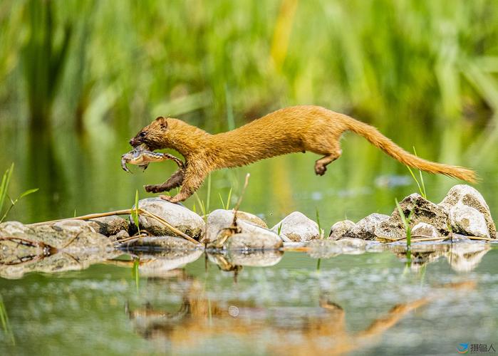黄鼠狼射靶游戏下载_黄鼠狼射靶官网下载_安卓苹果app