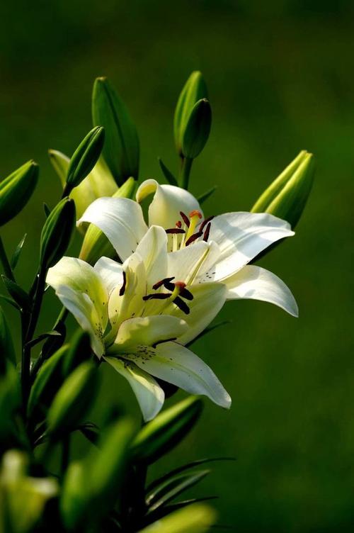 四季合合下载官方版本_四季合合手机版安卓苹果下载