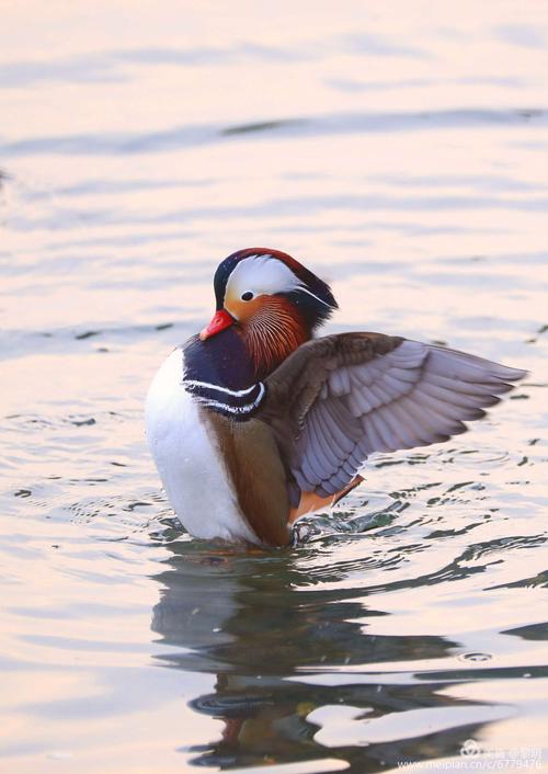 鸳鸯情缘手游下载_鸳鸯情缘官网下载_手机安卓苹果app