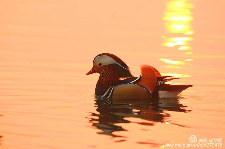 鸳鸯情缘手游下载_鸳鸯情缘官网下载_手机安卓苹果app