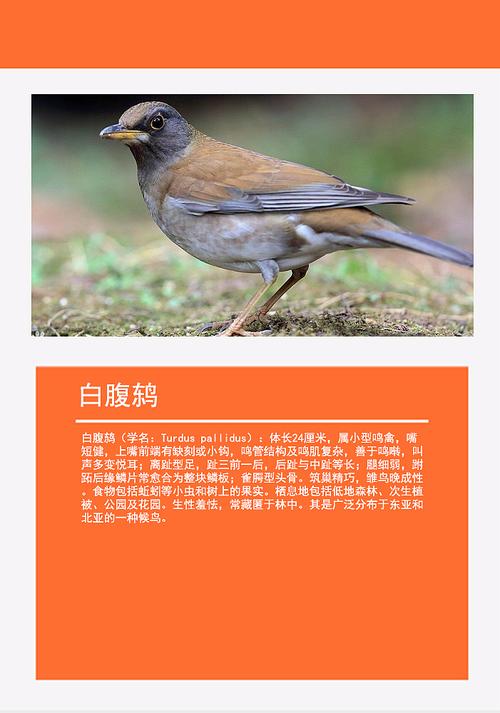 鸟类动物图画册游戏下载_鸟类动物图画册官网下载_安卓苹果app下载