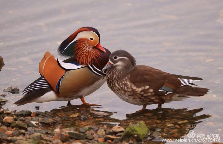 鸳鸯情缘手游下载_鸳鸯情缘官网下载_手机安卓苹果app