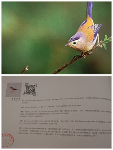 鸟类图画册游戏下载_鸟类图画册手游下载_鸟类图画册安卓苹果app下载