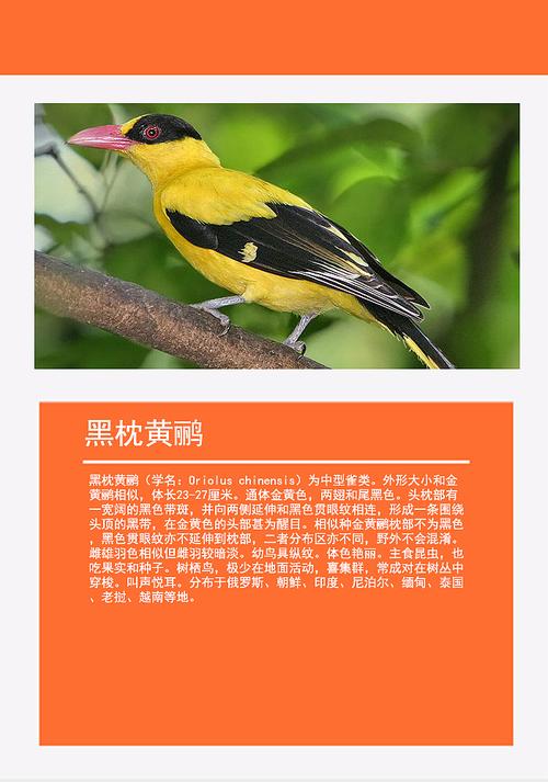 鸟类动物图画册游戏下载_鸟类动物图画册官网下载_安卓苹果app下载