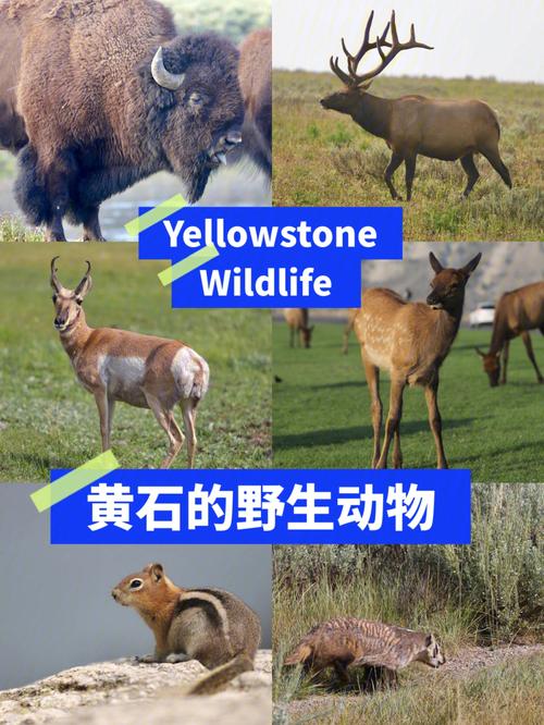 黄石公园野外生存4手游下载_黄石公园野外生存4官网下载_手机安卓苹果app