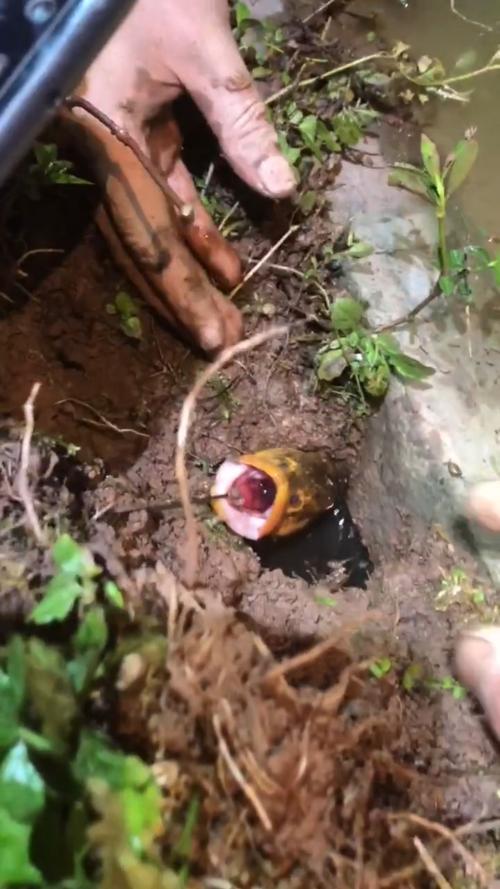 铁钩冒险达人游戏下载_铁钩冒险达人官方下载_手机安卓苹果app