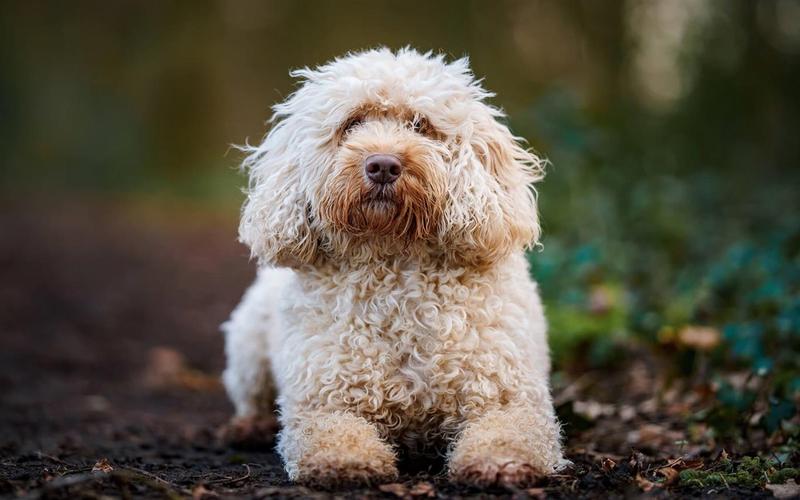 猫猫狗狗大乐斗2无敌版手游下载_猫猫狗狗大乐斗2无敌版官网下载_手机安卓苹果app