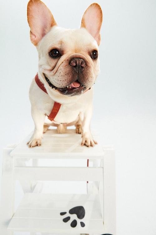 猫猫狗狗大乐斗2无敌版手游下载_猫猫狗狗大乐斗2无敌版官网下载_手机安卓苹果app