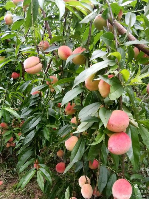 跳跳摘桃手游下载_跳跳摘桃官网下载_手机安卓苹果app