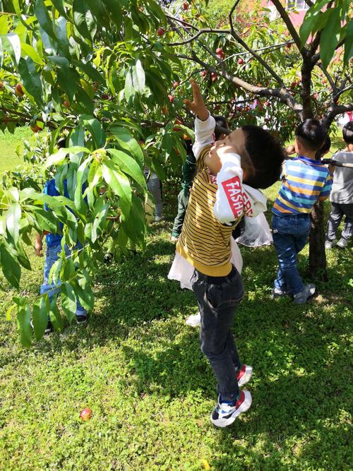 跳跳摘桃手游下载_跳跳摘桃官网下载_手机安卓苹果app