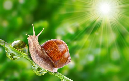 蜗牛蹦蹦哒手游下载_蜗牛蹦蹦哒官网下载_手机安卓苹果app