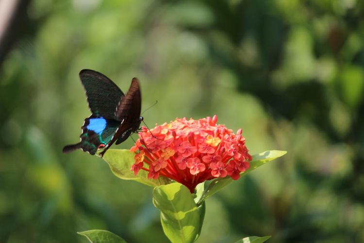 采花大盗游戏下载_采花大盗手游下载_安卓苹果app下载