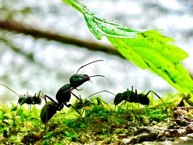 蚂蚁王位争夺手游下载_蚂蚁王位争夺官网下载_手机安卓苹果app