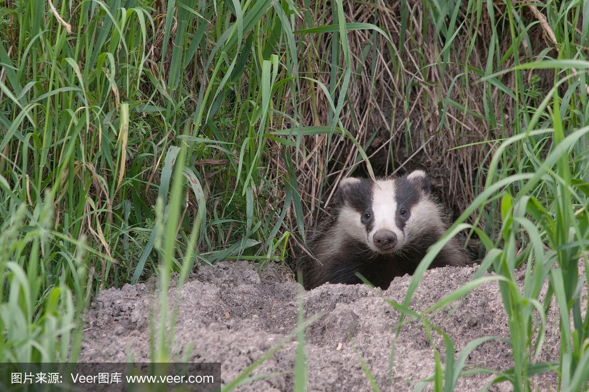 破坏獾大冒险手游下载_破坏獾大冒险官网下载_手机安卓苹果app