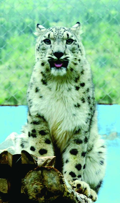 逃离非洲动物园手游下载_逃离非洲动物园官网下载_手机安卓苹果app