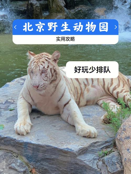 逃离非洲动物园手游下载_逃离非洲动物园官网下载_手机安卓苹果app