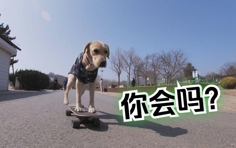 滑板狗狗吃星星游戏下载_滑板狗狗吃星星官网下载_安卓苹果app