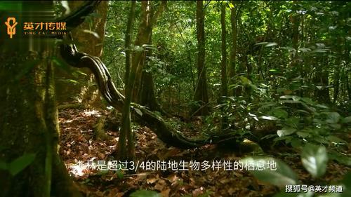 逃离美丽森林手游下载_逃离美丽森林官网下载_手机安卓苹果app