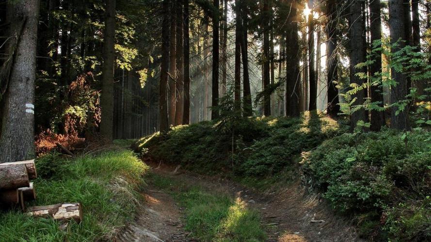 逃离美丽森林手游下载_逃离美丽森林官网下载_手机安卓苹果app