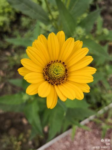 逃离绿色顶楼手游下载_逃离绿色顶楼官网下载_手机安卓苹果app