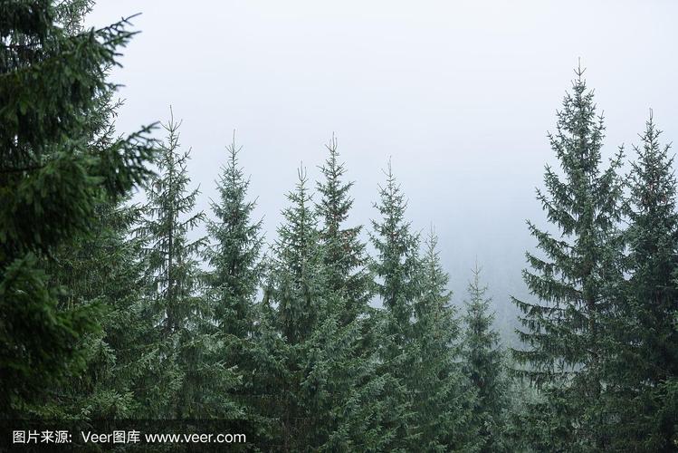 逃离湿雾森林游戏下载_逃离湿雾森林手游下载_逃离湿雾森林安卓苹果app