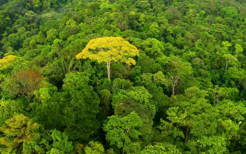 逃离美丽森林手游下载_逃离美丽森林官网下载_手机安卓苹果app