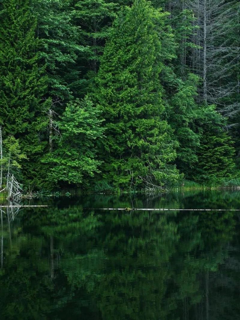 逃离绿色树林游戏下载_逃离绿色树林官网下载_手机安卓苹果app