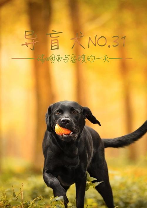 超级导盲犬游戏下载官方版本_超级导盲犬手机版安卓苹果下载