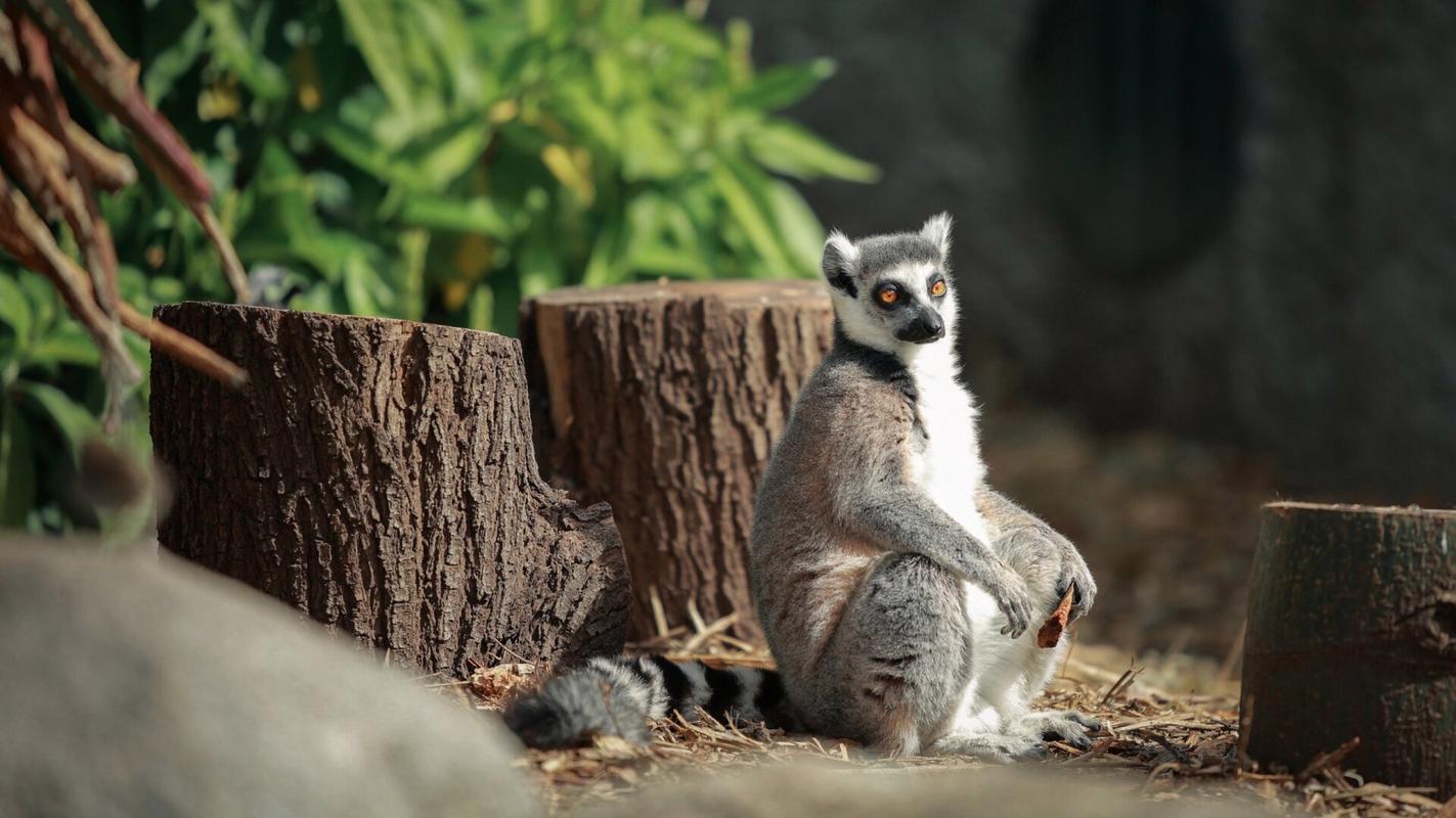 澳大利亚动物园手游下载_澳大利亚动物园官网下载_手机安卓苹果app