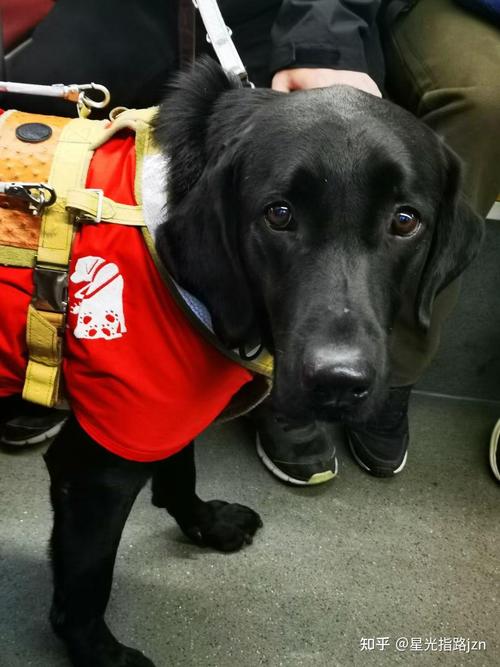 超级导盲犬游戏下载官方版本_超级导盲犬手机版安卓苹果下载