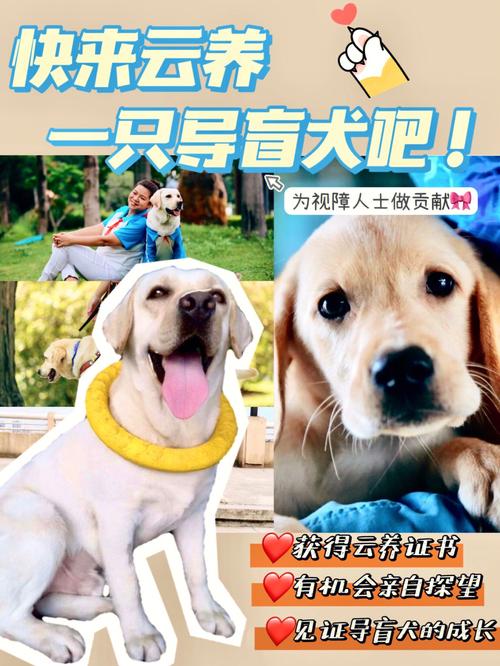 超级导盲犬游戏下载官方版本_超级导盲犬手机版安卓苹果下载