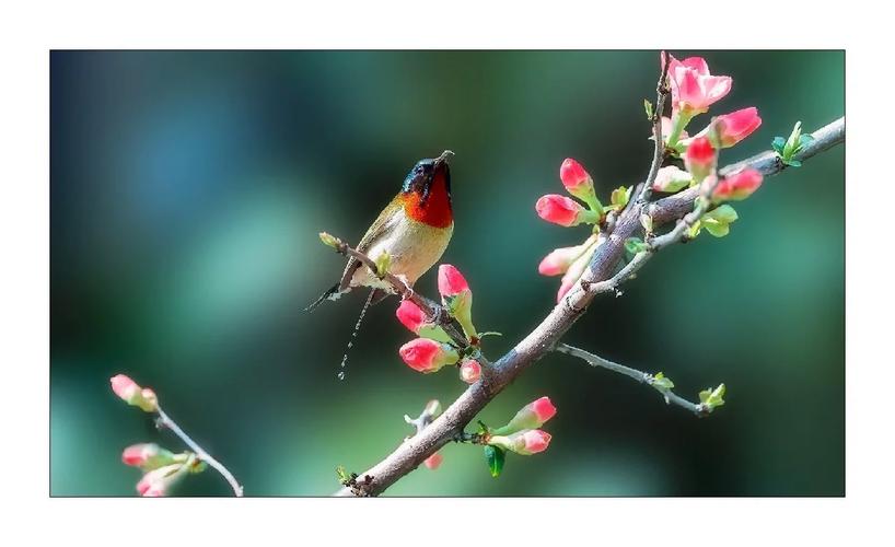 来打鸟游戏下载_来打鸟官网下载_手机安卓苹果app