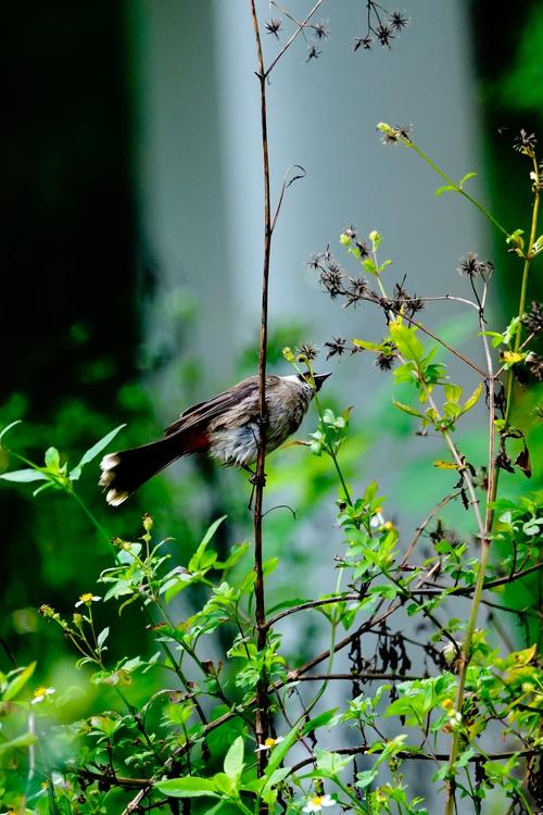 来打鸟游戏下载_来打鸟官网下载_手机安卓苹果app