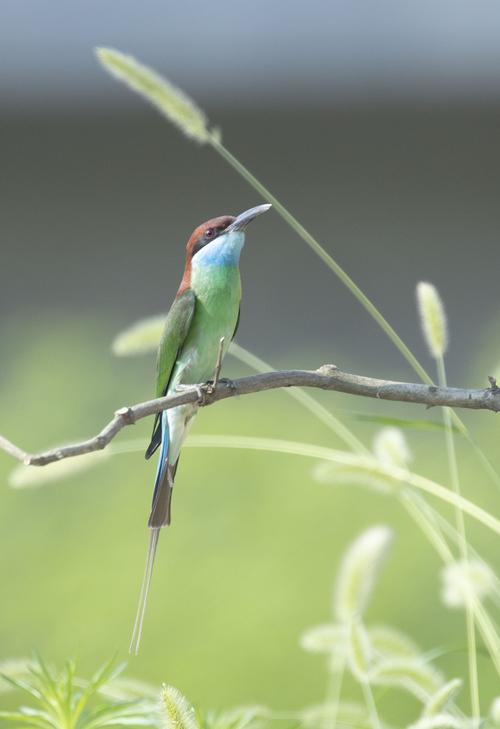 拯救小鸟手游下载_拯救小鸟官网下载_手机安卓苹果app