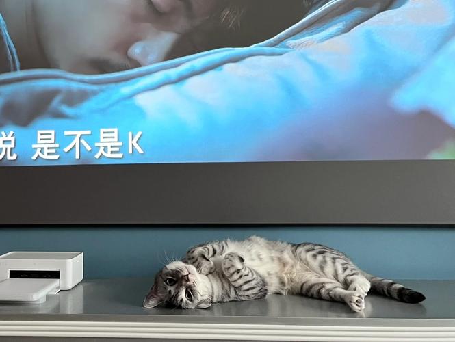 智能吸猫游戏下载_智能吸猫官网下载_手机安卓苹果app