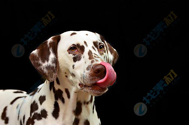 斑点狗找找幽灵游戏下载_斑点狗找找幽灵官网下载_安卓苹果app下载