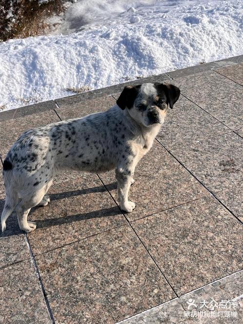 斑点狗上学之旅手游下载_斑点狗上学之旅官网下载_手机安卓苹果app