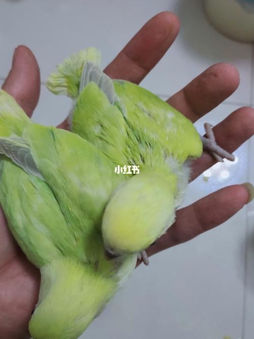 大脚鹦鹉冒险游戏下载_大脚鹦鹉冒险官网下载_手机安卓苹果app