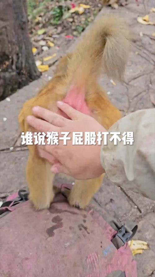 开枪打猴游戏下载_开枪打猴官网下载_手机安卓苹果app