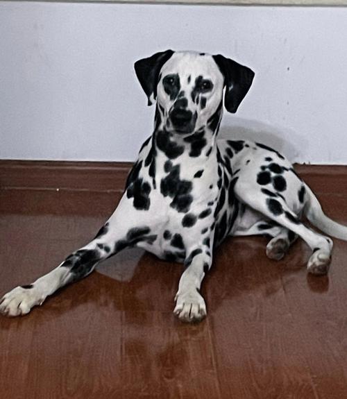 斑点狗找找幽灵游戏下载_斑点狗找找幽灵官网下载_安卓苹果app下载