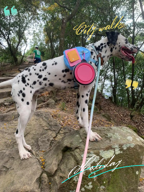 斑点狗上学之旅手游下载_斑点狗上学之旅官网下载_手机安卓苹果app