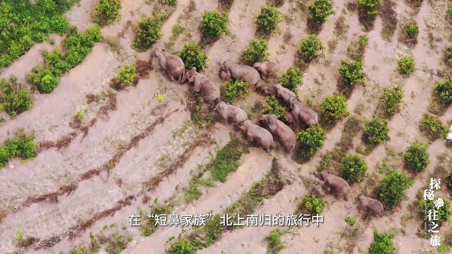 大象探秘之旅游戏下载_大象探秘官方游戏下载_安卓苹果手机app