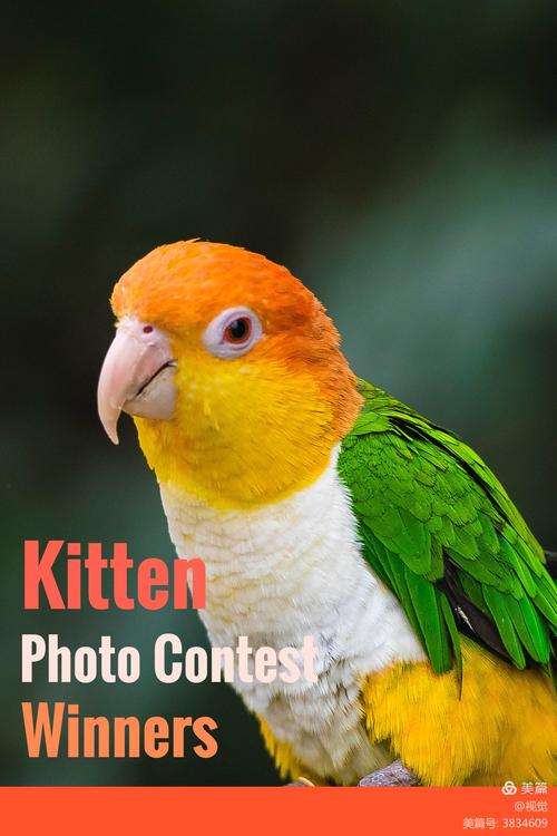 大脚鹦鹉冒险游戏下载_大脚鹦鹉冒险官网下载_手机安卓苹果app