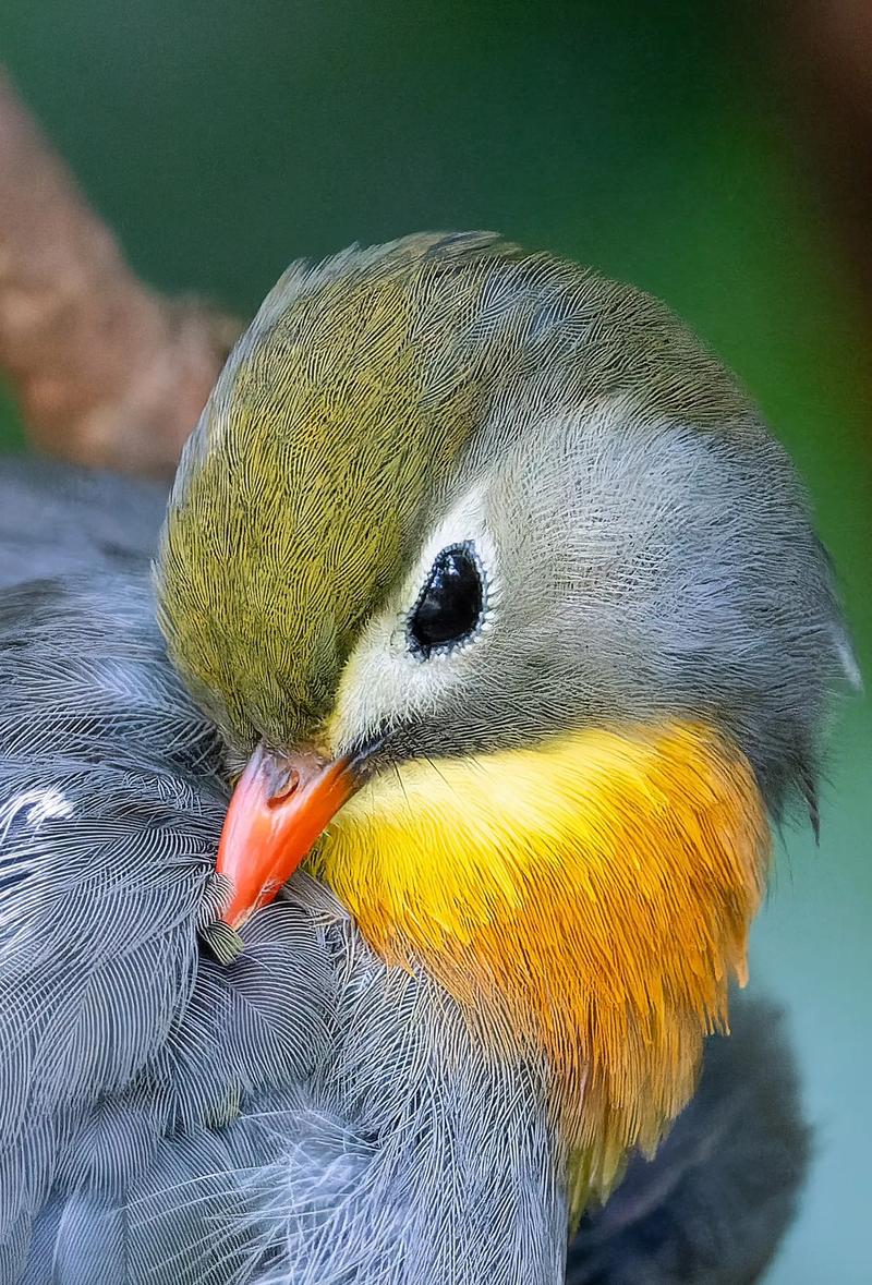 小鸟站在电线上游戏下载_小鸟站在电线上游戏官网下载_手机安卓苹果app
