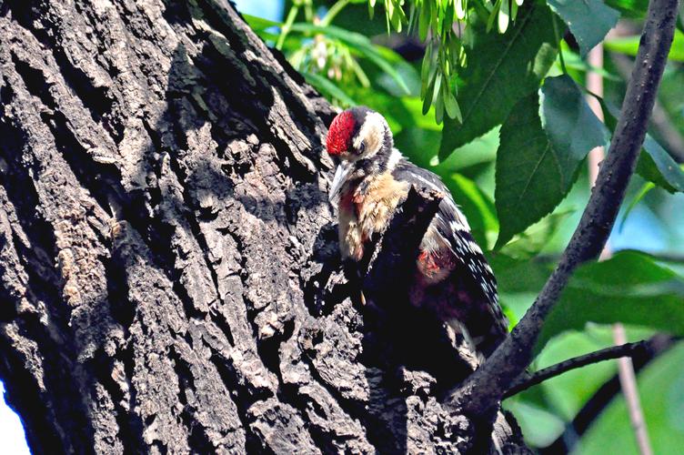 小鸟射害虫游戏下载_小鸟射害虫官网下载_手机安卓苹果app