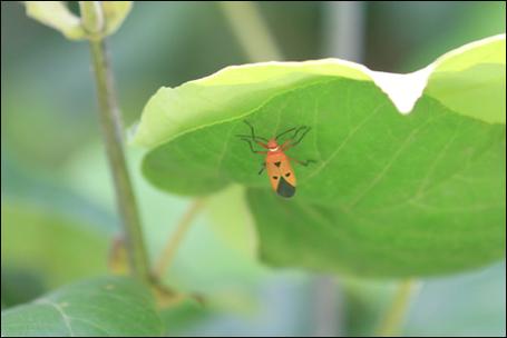 打害虫大作战手游下载_打害虫大作战官网下载_手机安卓苹果app